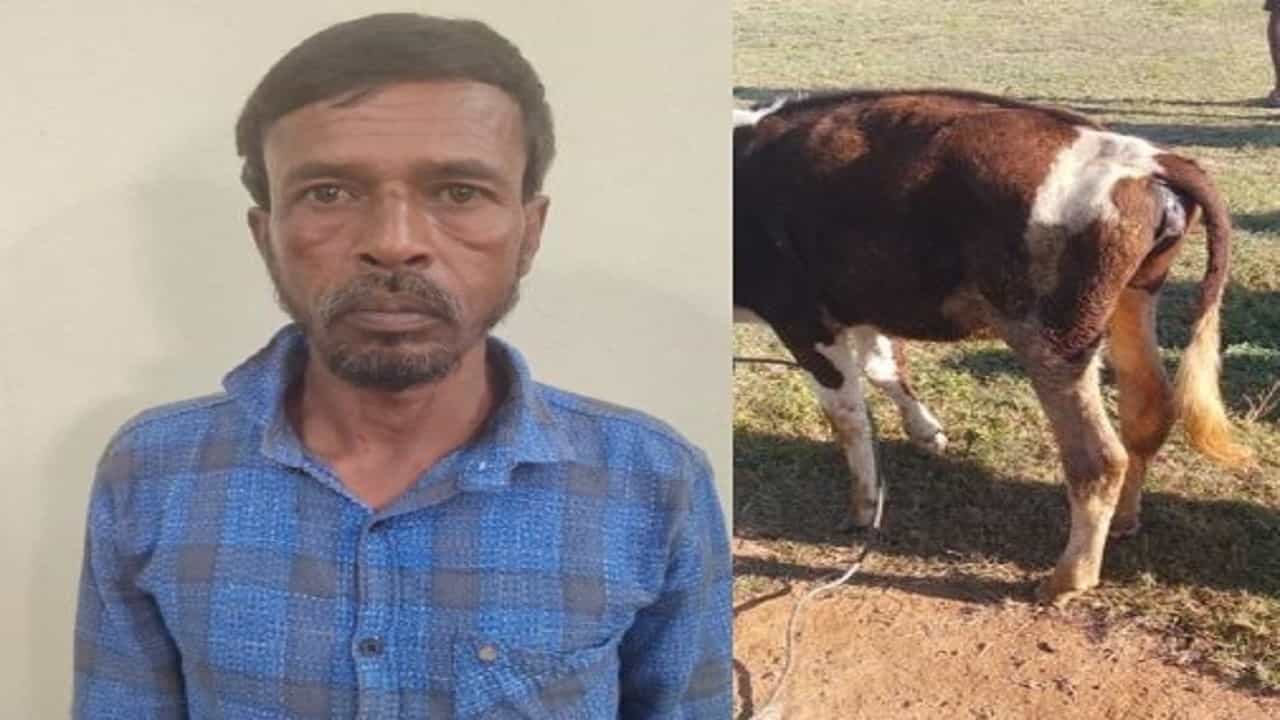 ಹಸುವಿನ ಕರು ಮೇಲೆಯೇ ಅತ್ಯಾಚಾರ ಎಸಗಿದ ಕಾಮುಕ ಶಫೀ ಉಲ್ಲಾ ಪೊಲೀಸ್ ವಶಕ್ಕೆ ಹಸುವಿನ ಕರು ಮೇಲೆಯೇ ಅತ್ಯಾಚಾರ ಎಸಗಿದ ಕಾಮುಕ ಶಫೀ ಉಲ್ಲಾ ಪೊಲೀಸ್ ವಶಕ್ಕೆ