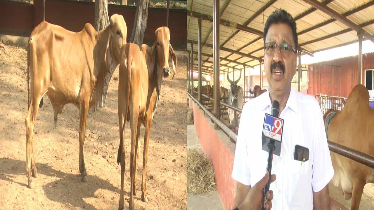 ಉಡುಪಿ: ಜಿಲ್ಲೆಯ ಅತೀ ದೊಡ್ಡ ದೇಶಿ ಹಸುಗಳ ಫಾರ್ಮ್ ಮಾಡಿ ಯಶಸ್ವಿಯಾದ ಉದ್ಯಮಿ