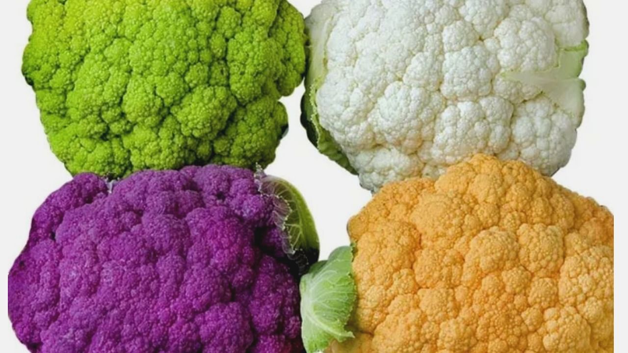 Colored Cauliflower: ಇದೊಂದು ಬಾಕಿಯಿತ್ತು ಎಂಬಂತೆ ರಂಗುರಂಗಿನ ಹೂ ಕೋಸು ಬೆಳೆದ ರೈತ, ಬದುಕು ಶ್ರೀಮಂತವಾಗಿಸಿಕೊಂಡಿದ್ದಾನೆ Colored Cauliflower: ಇದೊಂದು ಬಾಕಿಯಿತ್ತು ಎಂಬಂತೆ ರಂಗುರಂಗಿನ ಹೂ ಕೋಸು ಬೆಳೆದ ರೈತ, ಬದುಕು ಶ್ರೀಮಂತವಾಗಿಸಿಕೊಂಡಿದ್ದಾನೆ