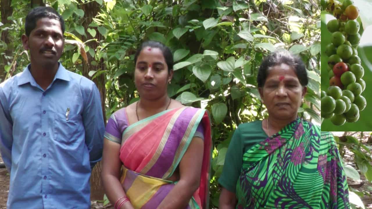Woman Farmer: ಶಿಕ್ಷಕ ವೃತ್ತಿ ಬಿಟ್ಟು ರೈತಾಪಿ ಯುವಕನನ್ನು ಮದುವೆಯಾಗಿ, ಬರ ಪೀಡಿತ ಬಯಲು ಸೀಮೆ ಚಾಮರಾಜನಗರದಲ್ಲಿ ಕಪ್ಪು ಚಿನ್ನ ಬೆಳೆದು ಸೈ ಎನಿಸಿಕೊಂಡ ಮಹಿಳೆ! Woman Farmer: ಶಿಕ್ಷಕ ವೃತ್ತಿ ಬಿಟ್ಟು ರೈತಾಪಿ ಯುವಕನನ್ನು ಮದುವೆಯಾಗಿ, ಬರ ಪೀಡಿತ ಬಯಲು ಸೀಮೆ ಚಾಮರಾಜನಗರದಲ್ಲಿ ಕಪ್ಪು ಚಿನ್ನ ಬೆಳೆದು ಸೈ ಎನಿಸಿಕೊಂಡ ಮಹಿಳೆ!