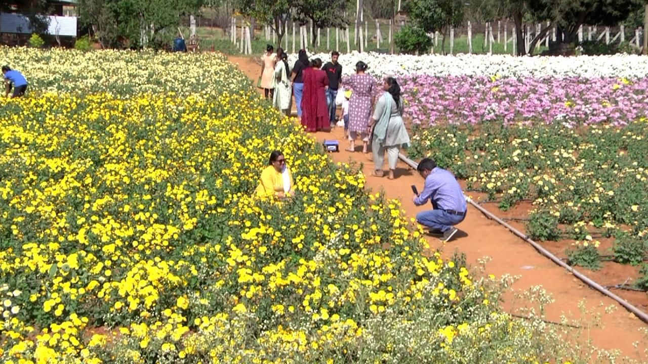 ಇದೆಲ್ಲಾ ಕಂಡುಬಂದಿದ್ದು ಚಿಕ್ಕಬಳ್ಳಾಪುರ ತಾಲೂಕಿನ ಮರಸನಹಳ್ಳಿ ಹಾಗೂ ಲಿಂಗಶೆಟ್ಟಿಪುರದ ಬಳಿ ರೈತರ  ಸೇವಂತಿ ತೋಟದಲ್ಲಿ. 
