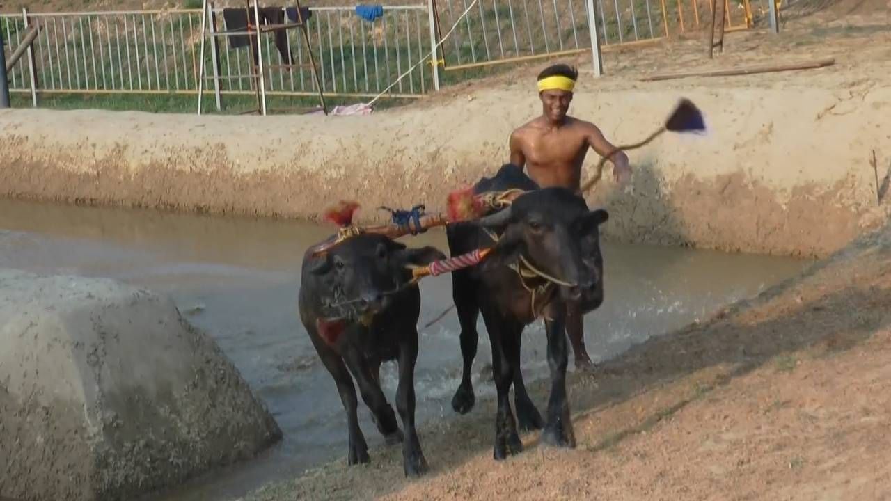 ಒಟ್ಟಾರೆಯಾಗಿ ಕರಾವಳಿಯಲ್ಲಿ ಕಂಬಳ ಎಂಬ ಕ್ಷಣ ಜಾತ್ರೆಯ ಸಂಭ್ರಮ ಮನೆ ಮಾಡುತ್ತದೆ. ಕೋಣಗಳ ಪೈಕಿ ಅತ್ಯಂತ ಸಮರ್ಥ ಹಾಗೂ ಬಲಿಷ್ಠವಾದವುಗಳನ್ನು ಆಯ್ಕೆ ಮಾಡಿ ಅವುಗಳ ಮಧ್ಯೆ ನಿರ್ದಿಷ್ಟವಾದ ಗದ್ದೆಯಲ್ಲಿ ಓಟದ ಸ್ಪರ್ಧೆಯನ್ನು ಏರ್ಪಡಿಸಿ ವಿಜೇತವಾದ ಕೋಣಗಳ ಮಾಲೀಕರನ್ನು ಸನ್ಮಾನಿಸುವುದರ ಹಿಂದೆ ಕೃಷಿಗೆ ಉತ್ತೇಜನ ನೀಡುವ ಉದ್ದೇಶವೂ ಇದೆ. ಹೀಗಾಗಿ ಈ ಹಿಂದಿನಿಂದಲೂ ಕೃಷಿಕರ ಮನೋರಂಜನೆಗಾಗಿ ಆಯೋಜಿಸಲಾಗಿದೆ ಕಂಬಳ ಇಂದಿಗೂ ತನ್ನ ಕ್ರೇಜ್ ಉಳಿಸಿಕೊಂಡಿದೆ ಎಂದರೆ ತಪ್ಪಾಗಲಾರದು.
