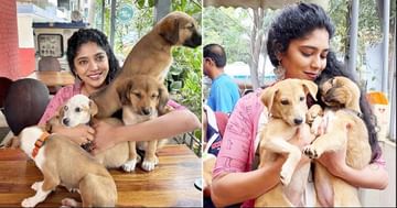 Ambulance and Helpline facility to Bengaluru Animals from Feb 14th | Animal  Ambulance: Animal Ambulance Service, Helpline Launched in Bangalore Pipa  News | PiPa News