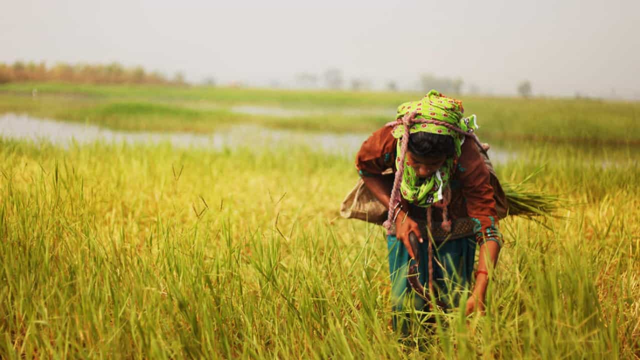 Agriculture Budget 2023: ಮಹಿಳಾ ಕೃಷಿ ಕಾರ್ಮಿಕರ ಆರ್ಥಿಕ ಸುಧಾರಣೆಗಾಗಿ ನಮ್ಮ ಶಕ್ತಿ ಹೊಸ ಯೋಜನೆ ಘೋಷಣೆ Agriculture Budget 2023: ಮಹಿಳಾ ಕೃಷಿ ಕಾರ್ಮಿಕರ ಆರ್ಥಿಕ ಸುಧಾರಣೆಗಾಗಿ ನಮ್ಮ ಶಕ್ತಿ ಹೊಸ ಯೋಜನೆ ಘೋಷಣೆ