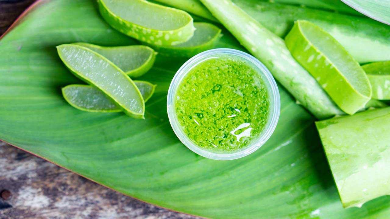 Aloe Vera: ಅಲೋವೆರಾವು ಕೇವಲ ಸೌಂದರ್ಯ ಕಾಪಾಡುವುದಷ್ಟೇ ಅಲ್ಲ, ಈ ಗಂಭೀರ ಆರೋಗ್ಯ ಸಮಸ್ಯೆಗಳನ್ನೂ ದೂರ ಮಾಡುತ್ತೆ Aloe Vera: ಅಲೋವೆರಾವು ಕೇವಲ ಸೌಂದರ್ಯ ಕಾಪಾಡುವುದಷ್ಟೇ ಅಲ್ಲ, ಈ ಗಂಭೀರ ಆರೋಗ್ಯ ಸಮಸ್ಯೆಗಳನ್ನೂ ದೂರ ಮಾಡುತ್ತೆ