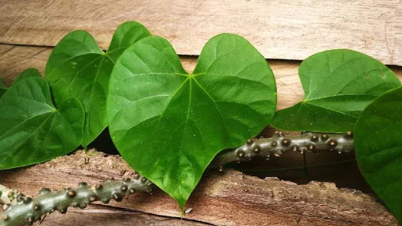 Giloy Health Benefits: ಅಮೃತಬಳ್ಳಿ ಸಿಕ್ಕಿದರೆ ಕಡಿದು ಎಸೆಯಬೇಡಿ; ಇದರಲ್ಲಿನ ಆರೋಗ್ಯದ ಅನೇಕ ಪ್ರಯೋಜನಗಳು ಇಲ್ಲಿವೆ ನೋಡಿ Giloy Health Benefits: ಅಮೃತಬಳ್ಳಿ ಸಿಕ್ಕಿದರೆ ಕಡಿದು ಎಸೆಯಬೇಡಿ; ಇದರಲ್ಲಿನ ಆರೋಗ್ಯದ ಅನೇಕ ಪ್ರಯೋಜನಗಳು ಇಲ್ಲಿವೆ ನೋಡಿ