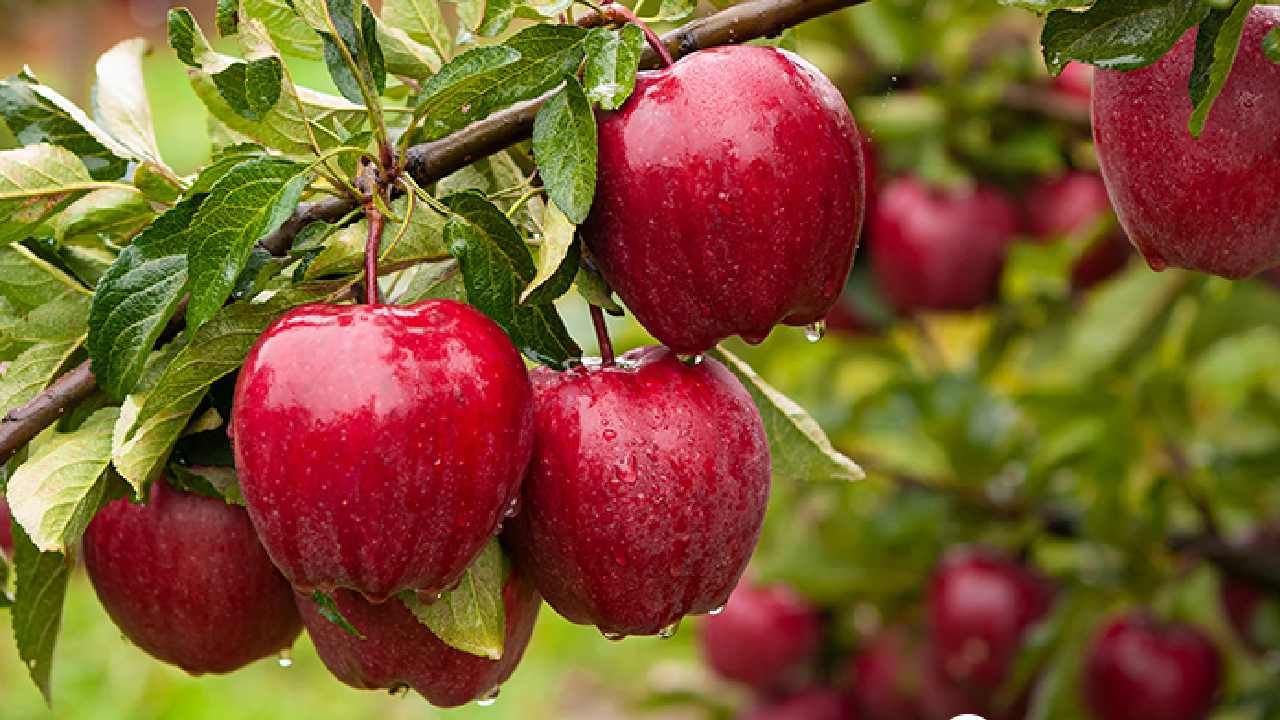 Apple: ಸೇಬು ಇಷ್ಟ ಎಂದು ಖಾಲಿ ಹೊಟ್ಟೆಯಲ್ಲಿ ತಿನ್ಬೇಡಿ, ಈ ಆರೋಗ್ಯ ಸಮಸ್ಯೆಗಳಾಗಬಹುದು ಎಚ್ಚರ Apple: ಸೇಬು ಇಷ್ಟ ಎಂದು ಖಾಲಿ ಹೊಟ್ಟೆಯಲ್ಲಿ ತಿನ್ಬೇಡಿ, ಈ ಆರೋಗ್ಯ ಸಮಸ್ಯೆಗಳಾಗಬಹುದು ಎಚ್ಚರ