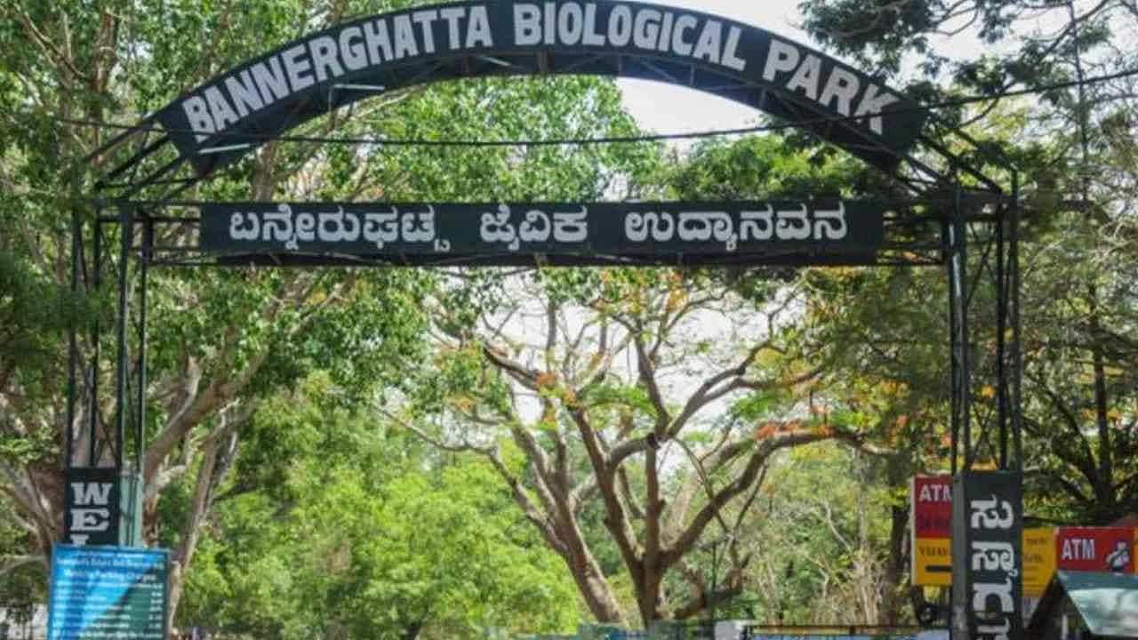 Bannerghatta Biological Park: ಬೆಂಗಳೂರು ಬನ್ನೇರುಘಟ್ಟ ಜೈವಿಕ ಉದ್ಯಾನ ಫೆಬ್ರವರಿ 9 ರಂದು ಬಂದ್ Bannerghatta Biological Park: ಬೆಂಗಳೂರು ಬನ್ನೇರುಘಟ್ಟ ಜೈವಿಕ ಉದ್ಯಾನ ಫೆಬ್ರವರಿ 9 ರಂದು ಬಂದ್