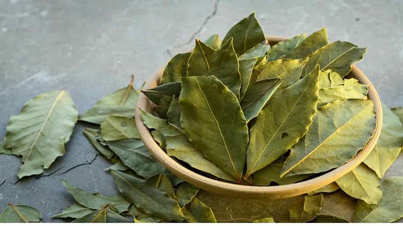 Bay Leaves Health Benefits: ಪ್ರತಿ ಮಸಾಲೆಗೆ ಪಲಾವ್ ಎಲೆ ಹಾಕಿ, ಯಾಕೆ ಗೊತ್ತಾ? ಇಲ್ಲಿದೆ ನೋಡಿ ಆರೋಗ್ಯದ ಗುಟ್ಟು
