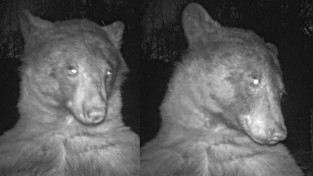 Bear selfies: 400 ರೀತಿಯಲ್ಲಿ 'ಸೆಲ್ಫಿಗೆ' ಪೋಸ್ ಕೊಟ್ಟ ಕರಡಿಯನ್ನೊಮ್ಮೆ ನೀವೇ ನೋಡಿ Bear selfies: 400 ರೀತಿಯಲ್ಲಿ 'ಸೆಲ್ಫಿಗೆ' ಪೋಸ್ ಕೊಟ್ಟ ಕರಡಿಯನ್ನೊಮ್ಮೆ ನೀವೇ ನೋಡಿ