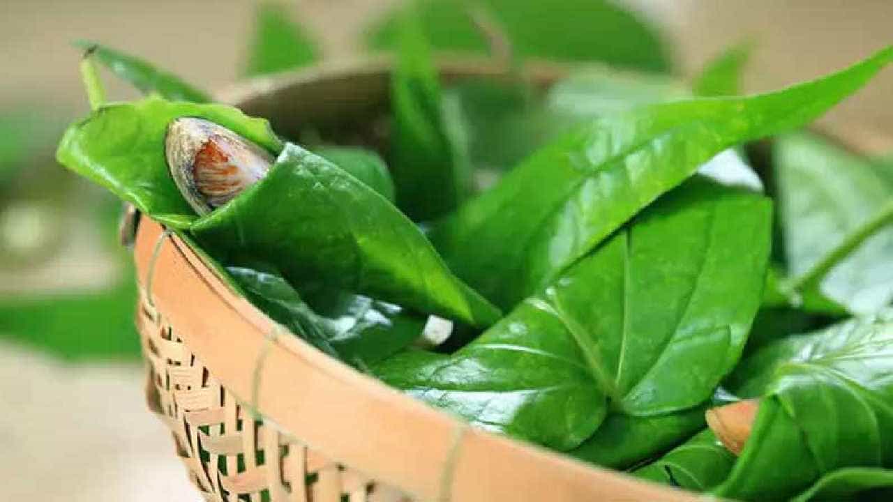 Betel Leaves Benefits: ವೀಳ್ಯದೆಲೆ ಕೇವಲ ಬಾಯಿಯ ವಾಸನೆ ಮಾತ್ರವಲ್ಲ ಈ ಆರೋಗ್ಯ ಸಮಸ್ಯೆಯನ್ನೂ ನಿವಾರಿಸುತ್ತೆ Betel Leaves Benefits: ವೀಳ್ಯದೆಲೆ ಕೇವಲ ಬಾಯಿಯ ವಾಸನೆ ಮಾತ್ರವಲ್ಲ ಈ ಆರೋಗ್ಯ ಸಮಸ್ಯೆಯನ್ನೂ ನಿವಾರಿಸುತ್ತೆ