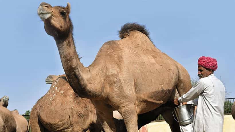 Camel Milk Benefits: ಒಂಟೆ ಹಾಲು ಮಧುಮೇಹಿಗಳಿಗೆ ಎಷ್ಟು ಪ್ರಯೋಜನಕಾರಿ ಎಂದು ತಿಳಿದಿದೆಯೇ?