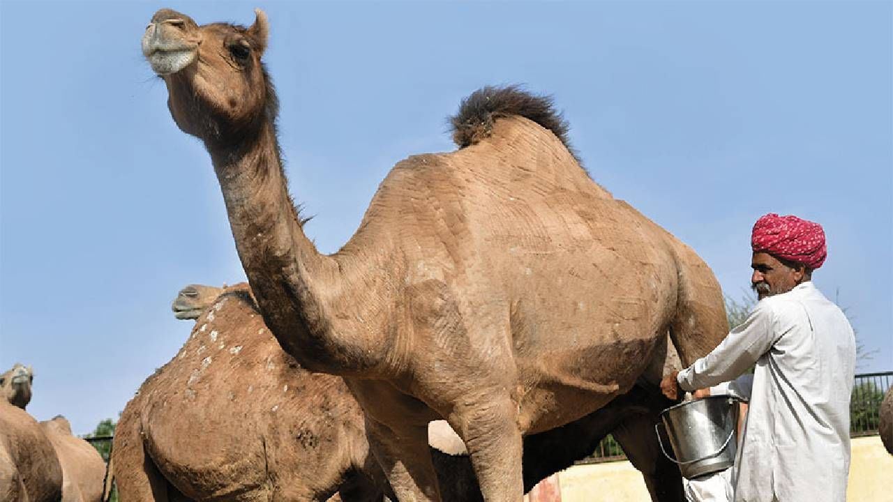 Camel Milk Benefits: ಒಂಟೆ ಹಾಲು ಮಧುಮೇಹಿಗಳಿಗೆ ಎಷ್ಟು ಪ್ರಯೋಜನಕಾರಿ ಎಂದು ತಿಳಿದಿದೆಯೇ?