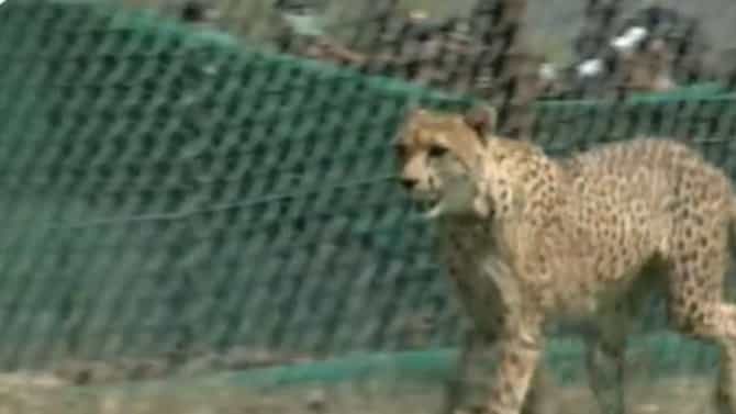 Cheetah In India: ಕುನೊ ರಾಷ್ಟ್ರೀಯ ಉದ್ಯಾನಕ್ಕೆ 12 ಚೀತಾಗಳ ಪ್ರವೇಶ, ಇಲ್ಲಿದೆ ವಿಡಿಯೊ
