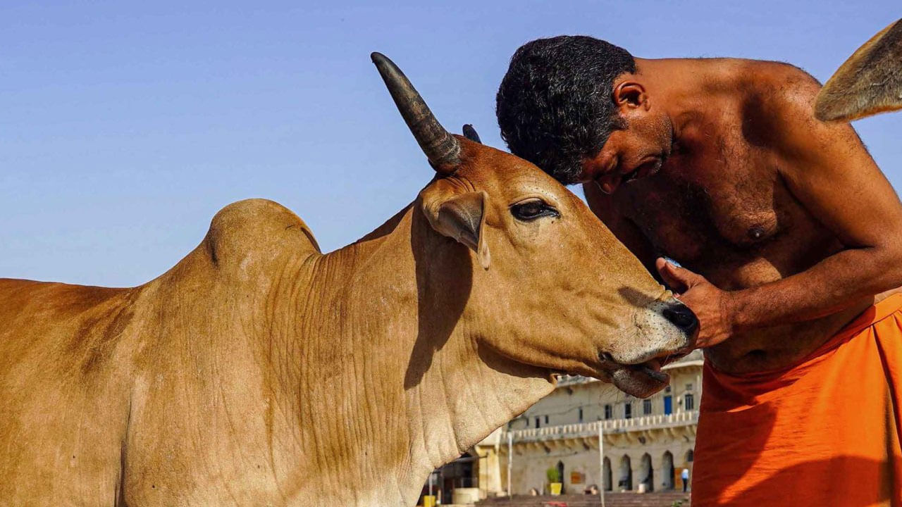 Cow Hug Day: ಫೆ.14ರಂದು ‘ಆಕಳನ್ನು ಆಲಂಗಿಸುವ ದಿನ’ ಆಚರಿಸಲು ಪ್ರಾಣಿ ಕಲ್ಯಾಣ ಮಂಡಳಿ ಕರೆ
