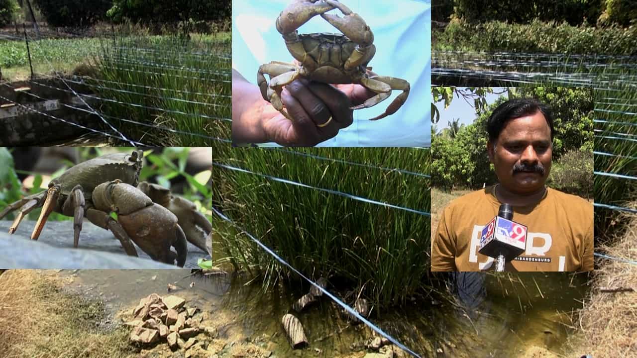 Crab Farming: ಕಡಿಮೆ ಜಾಗದಲ್ಲಿ, ಕಡಿಮೆ ಬಂಡವಾಳ ಹಾಕಿ, ಹೆಚ್ಚಿನ ಆದಾಯ ತರುವ ಏಡಿ ಕೃಷಿ: ಕಲಘಟಗಿ ರೈತನ ಯಶೋಗಾಥೆ Crab Farming: ಕಡಿಮೆ ಜಾಗದಲ್ಲಿ, ಕಡಿಮೆ ಬಂಡವಾಳ ಹಾಕಿ, ಹೆಚ್ಚಿನ ಆದಾಯ ತರುವ ಏಡಿ ಕೃಷಿ: ಕಲಘಟಗಿ ರೈತನ ಯಶೋಗಾಥೆ