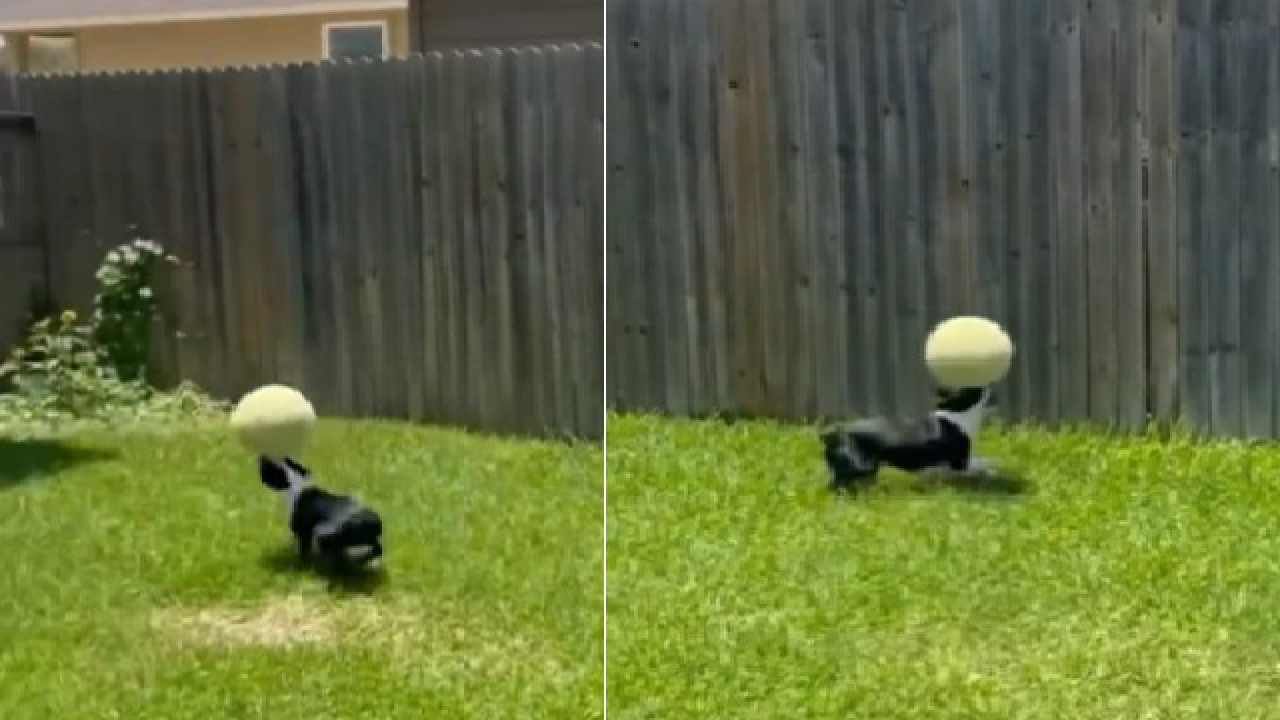 Dog Ball Balancing Video ಬಾಲ್ ಬ್ಯಾಲೆನ್ಸ್ ಹೇಗೆ ಮಾಡುತ್ತೆ ನೋಡಿ ಈ ಮುದ್ದು