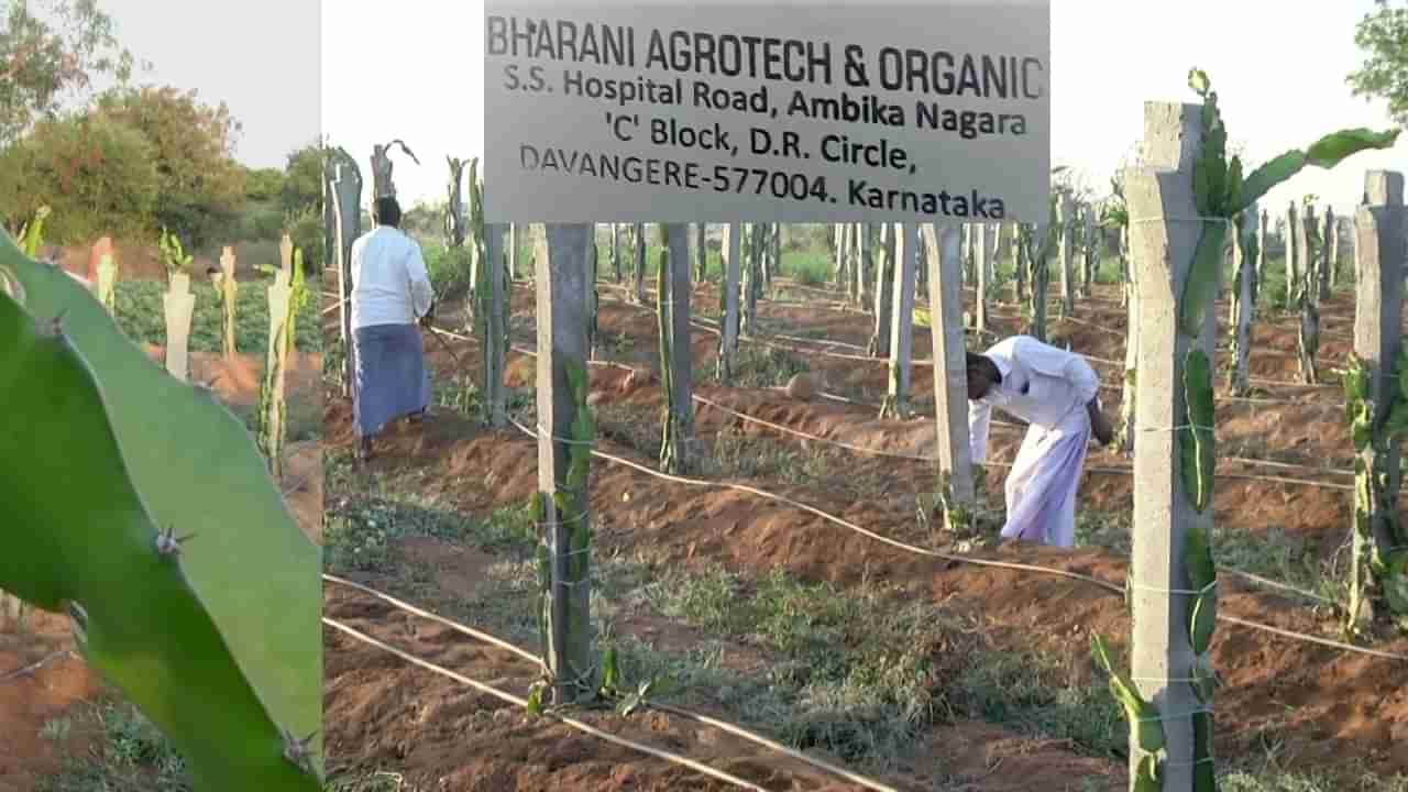 Dragon fruit: ಯೂಟ್ಯೂಬ್​​ ವಿಡಿಯೋ ನೋಡಿ ಕೃಷಿ ಮಾಡೋಕ್ಕೆ ಹೋದ ರೈತರು ಕೈ ಸುಟ್ಟುಕೊಂಡರು!