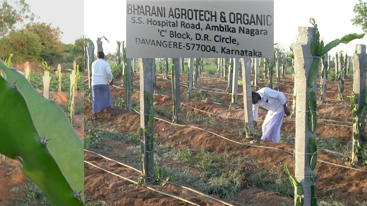 Dragon fruit: ಯೂಟ್ಯೂಬ್​​ ವಿಡಿಯೋ ನೋಡಿ ಕೃಷಿ ಮಾಡೋಕ್ಕೆ ಹೋದ ರೈತರು ಕೈ ಸುಟ್ಟುಕೊಂಡರು!