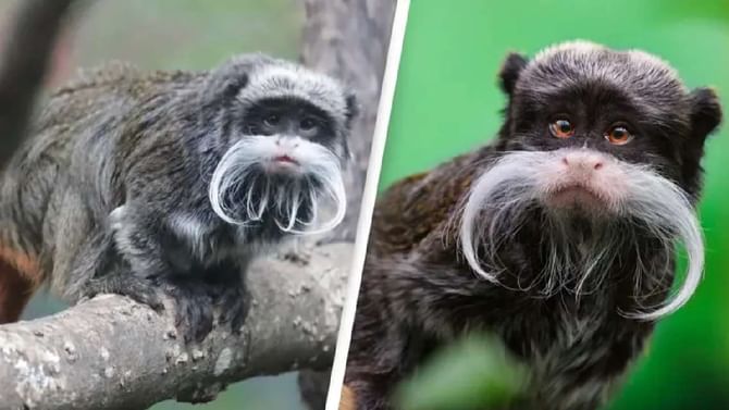 Bizarre: ಡಲ್ಲಾಸ್ ಮೃಗಾಲಯದಿಂದ ಉದ್ದ ಮೀಸೆಯುಳ್ಳ ಎರಡು ಎಂಪರರ್ ತಮರಿನ್ ಕೋತಿಗಳು ಕಳ್ಳತನ!