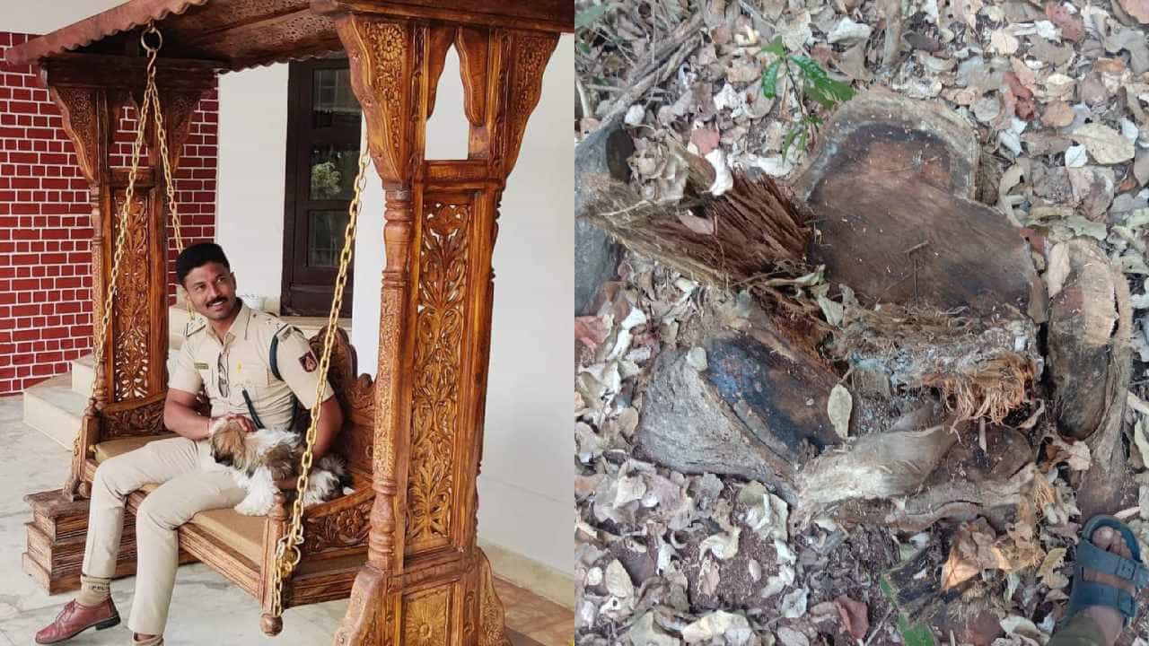 ಚಿಕ್ಕಮಗಳೂರು: ಅರಣ್ಯವನ್ನ ರಕ್ಷಣೆ ಮಾಡಬೇಕಾದ ಅಧಿಕಾರಿ ಅರಣ್ಯ ಸಂಪತ್ತನ್ನ ಲೂಟಿ ಮಾಡಲು ಹೋಗಿ ಅಮಾನತು ಆಗಿರುವ ಘಟನೆ ಚಿಕ್ಕಮಗಳೂರು ತಾಲೂಕಿನ ಆಲ್ದೂರು ಮೀಸಲು ಅರಣ್ಯ ವಲಯ ವ್ಯಾಪ್ತಿಯಲ್ಲಿ ನಡೆದಿದೆ. ಆಲ್ದೂರು ಸಮೀಪದ ಬಸರವಳ್ಳಿ ಗ್ರಾಮ ಪಂಚಾಯತಿ ವ್ಯಾಪ್ತಿಯ ಅನಿಗನಹಳ್ಳಿ ಮೀಸಲು ಅರಣ್ಯ ಪ್ರದೇಶದಲ್ಲಿ ಲಕ್ಷಾಂತರ ರೂಪಾಯಿ ಮೌಲ್ಯದ ಬೀಟೆ ಮರವನ್ನ ಕಡಿದು ಮಾರಾಟ ಮಾಡಿದ್ದ ಆಲ್ದೂರು ಅರಣ್ಯ ಇಲಾಖೆಯ ಉಪ ವಲಯ ಅರಣ್ಯಾಧಿಕಾರಿ ದರ್ಶನ್ ಸಿಕ್ಕಿಬಿದ್ದಿದ್ದು, ಅವರನ್ನ ಅಮಾನತು ಮಾಡಿ DFO ಕ್ರಾಂತಿ ಆದೇಶ ಮಾಡಿದ್ದಾರೆ.