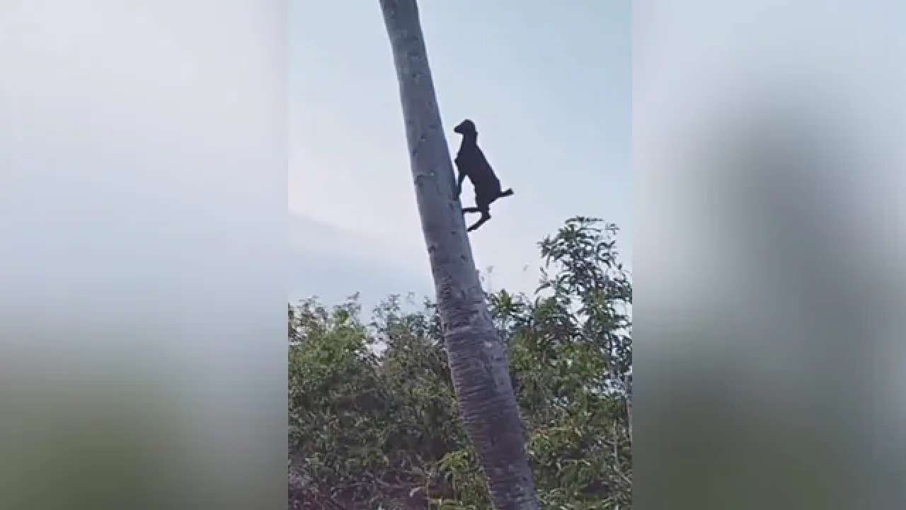 Viral Video: ಮಂಗನಂತೆ ತೆಂಗಿನ ಮರದ ಏರಿ ಇಳಿದ ಮೇಕೆ: ನೆಟ್ಟಿಗರು ಫುಲ್ ಶಾಕ್ ಮಾರಾಯ್ರೆ Viral Video: ಮಂಗನಂತೆ ತೆಂಗಿನ ಮರದ ಏರಿ ಇಳಿದ ಮೇಕೆ: ನೆಟ್ಟಿಗರು ಫುಲ್ ಶಾಕ್ ಮಾರಾಯ್ರೆ