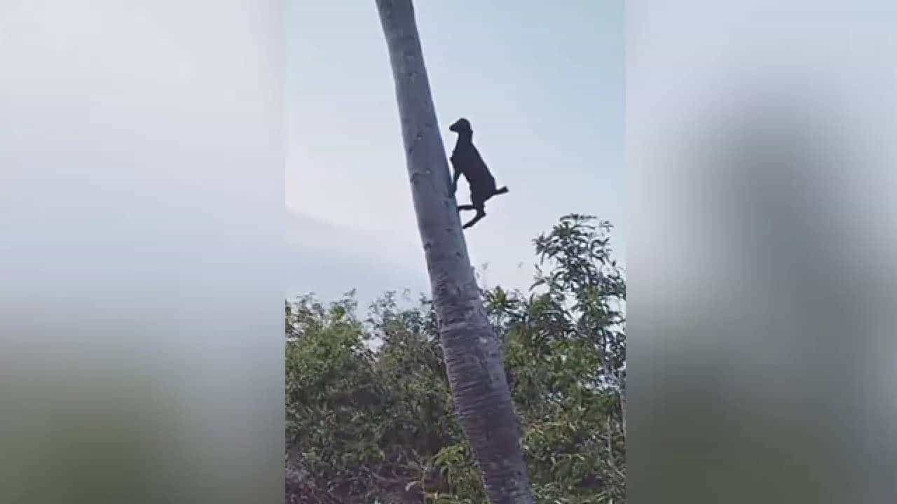 Viral Video: ಮಂಗನಂತೆ ತೆಂಗಿನ ಮರದ ಏರಿ ಇಳಿದ ಮೇಕೆ: ನೆಟ್ಟಿಗರು ಫುಲ್ ಶಾಕ್ ಮಾರಾಯ್ರೆ Viral Video: ಮಂಗನಂತೆ ತೆಂಗಿನ ಮರದ ಏರಿ ಇಳಿದ ಮೇಕೆ: ನೆಟ್ಟಿಗರು ಫುಲ್ ಶಾಕ್ ಮಾರಾಯ್ರೆ