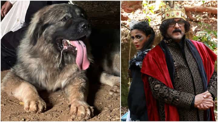 Gowri Shankara: ರವಿಚಂದ್ರನ್ ಚಿತ್ರದಲ್ಲಿ ದುಬಾರಿ ಶ್ವಾನ ನಟನೆ; 10 ಲಕ್ಷ ರೂಪಾಯಿ ಸಂಭಾವನೆ Gowri Shankara: ರವಿಚಂದ್ರನ್ ಚಿತ್ರದಲ್ಲಿ ದುಬಾರಿ ಶ್ವಾನ ನಟನೆ; 10 ಲಕ್ಷ ರೂಪಾಯಿ ಸಂಭಾವನೆ