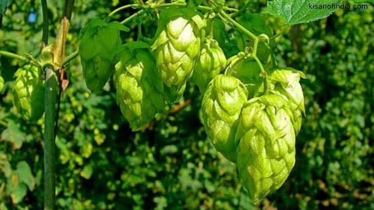 Hop Shoots health benefits world's most expensive vegetable Hop Shoots is priced at Rs 85,000 per kg details in kannada
