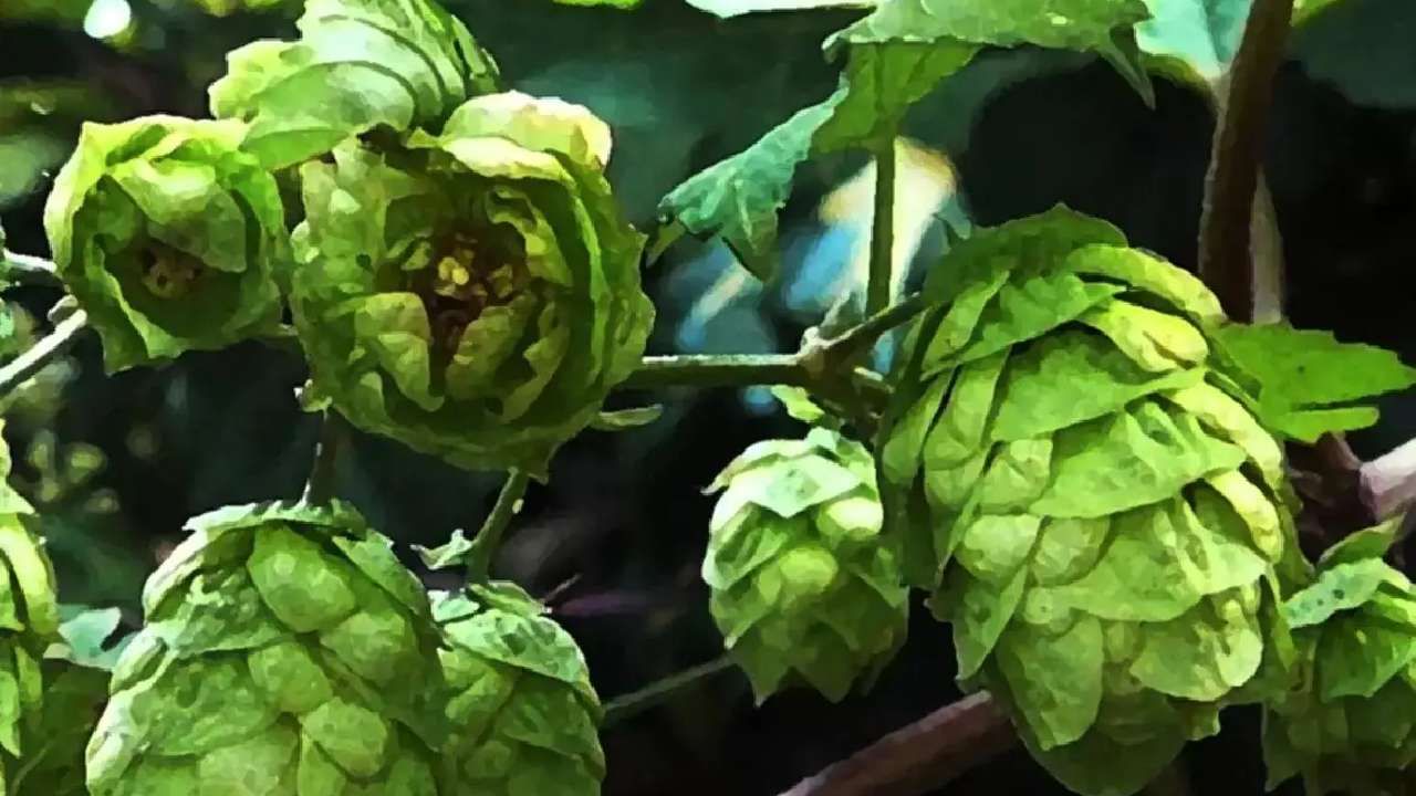 Hop Shoots health benefits world's most expensive vegetable Hop Shoots is priced at Rs 85,000 per kg details in kannada
