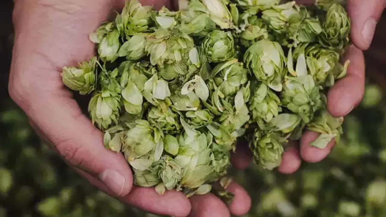 Hop Shoots health benefits world's most expensive vegetable Hop Shoots is priced at Rs 85,000 per kg details in kannada
