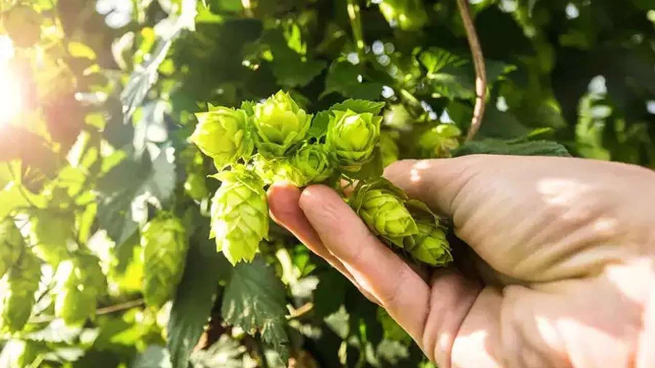 Hop Shoots health benefits world's most expensive vegetable Hop Shoots is priced at Rs 85,000 per kg details in kannada
