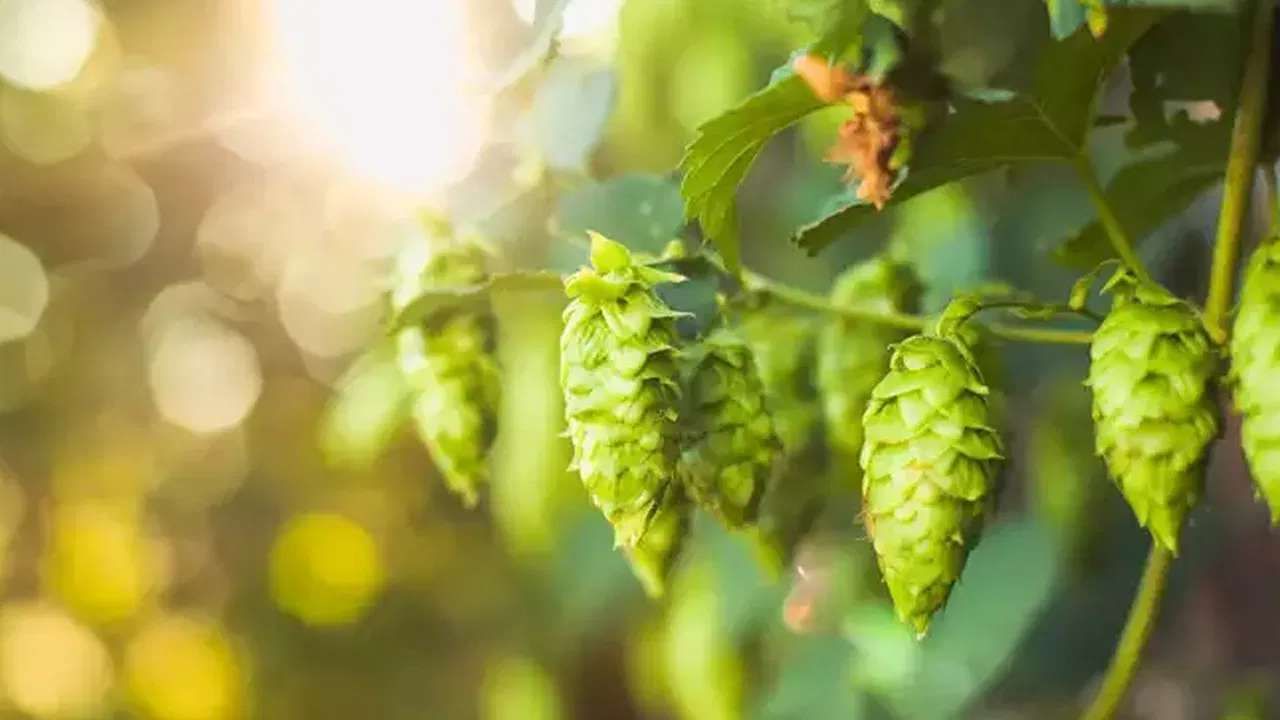 Hop Shoots health benefits world's most expensive vegetable Hop Shoots is priced at Rs 85,000 per kg details in kannada
