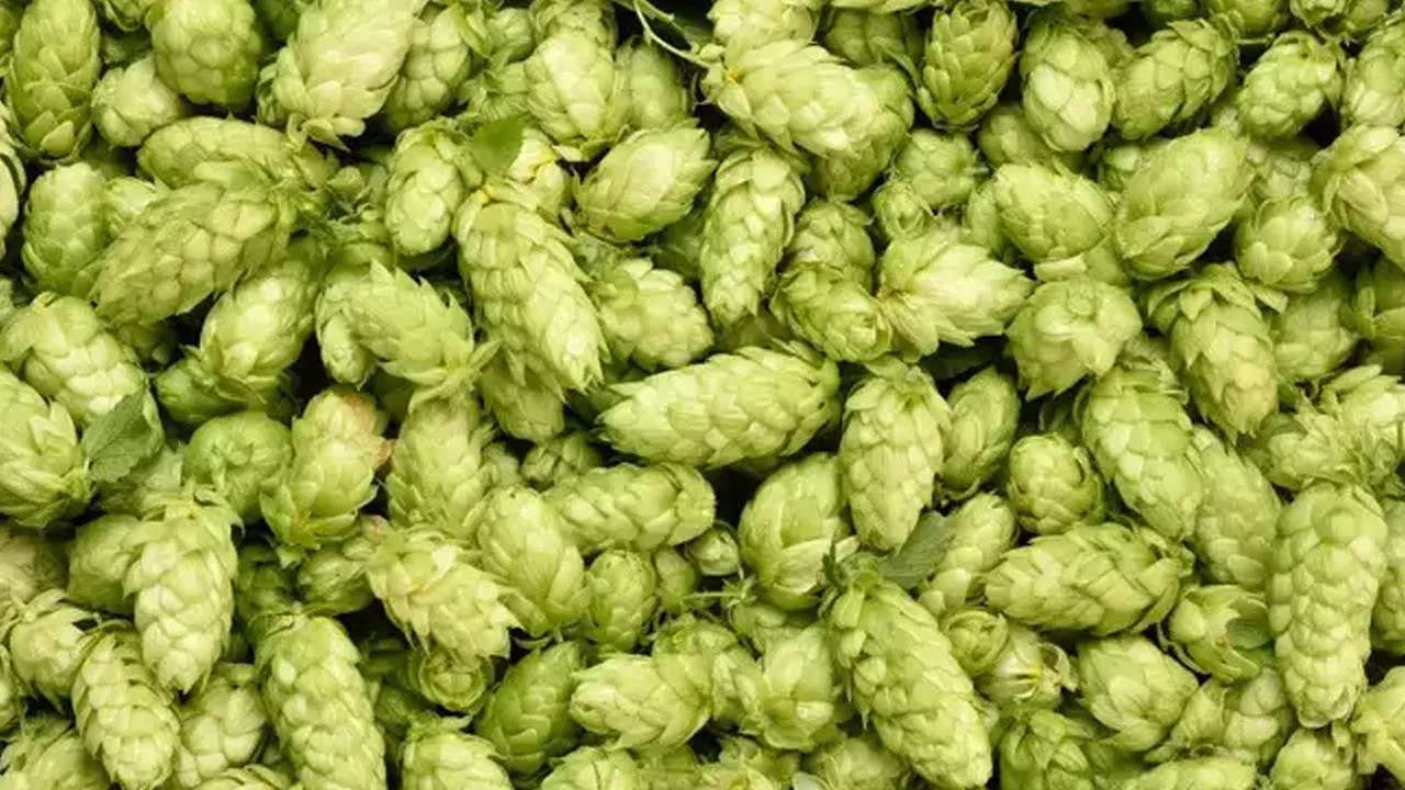 Hop Shoots health benefits world's most expensive vegetable Hop Shoots is priced at Rs 85,000 per kg details in kannada
