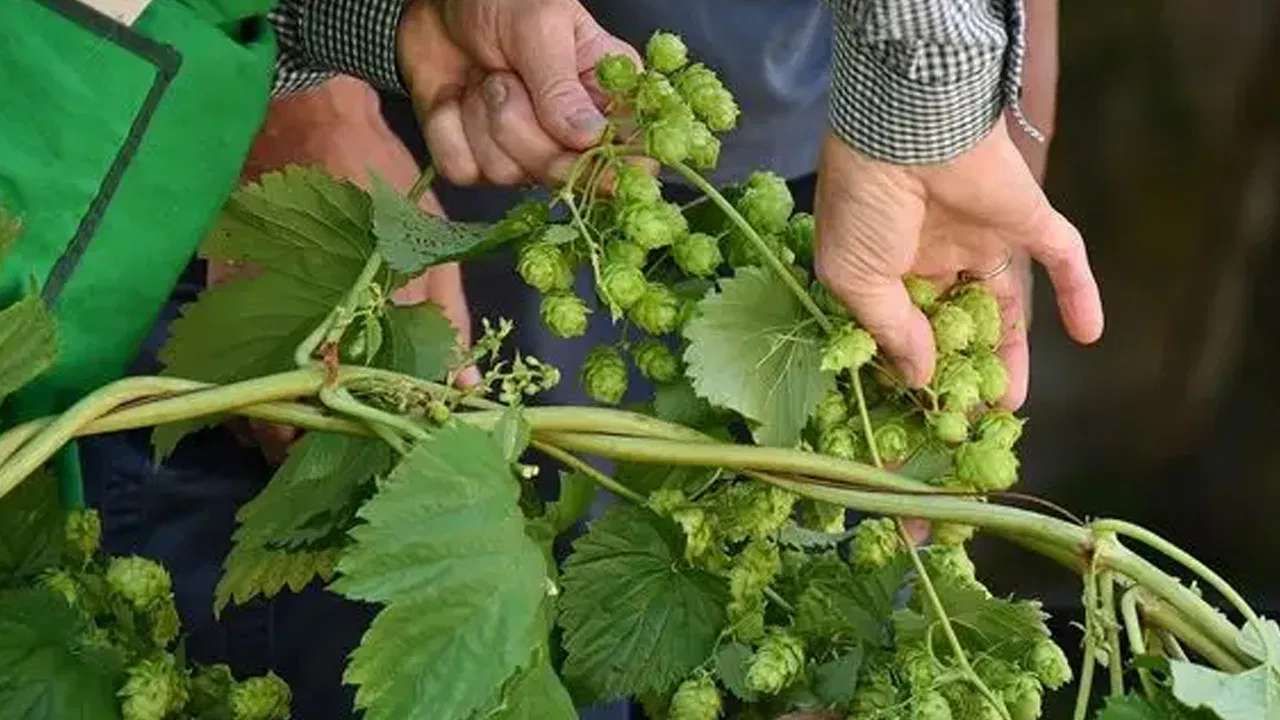 Hop Shoots health benefits world's most expensive vegetable Hop Shoots is priced at Rs 85,000 per kg details in kannada
