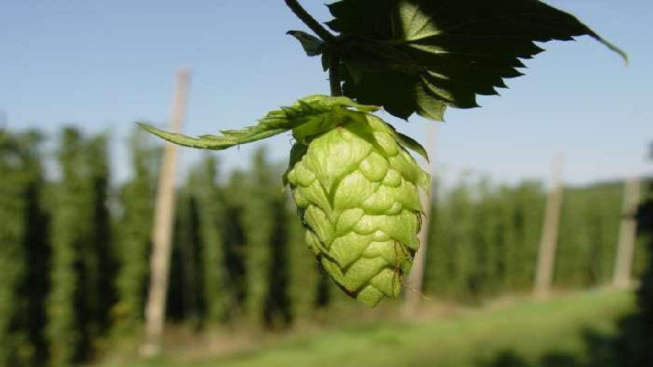 Hop Shoots health benefits world's most expensive vegetable Hop Shoots is priced at Rs 85,000 per kg details in kannada
