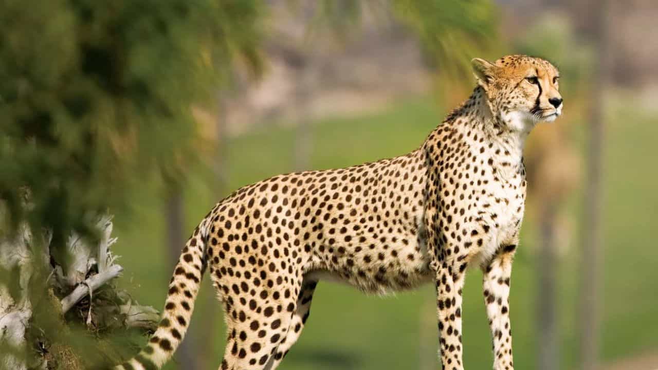 Cheetahs: ಸಿ-17 ಗ್ಲೋಬ್ ಮಾಸ್ಟರ್ ಕಾರ್ಗೋ ವಿಮಾನದ ಮೂಲಕ ಭಾರತಕ್ಕೆ ಬಂದ 12 ಚೀತಾ Cheetahs: ಸಿ-17 ಗ್ಲೋಬ್ ಮಾಸ್ಟರ್ ಕಾರ್ಗೋ ವಿಮಾನದ ಮೂಲಕ ಭಾರತಕ್ಕೆ ಬಂದ 12 ಚೀತಾ