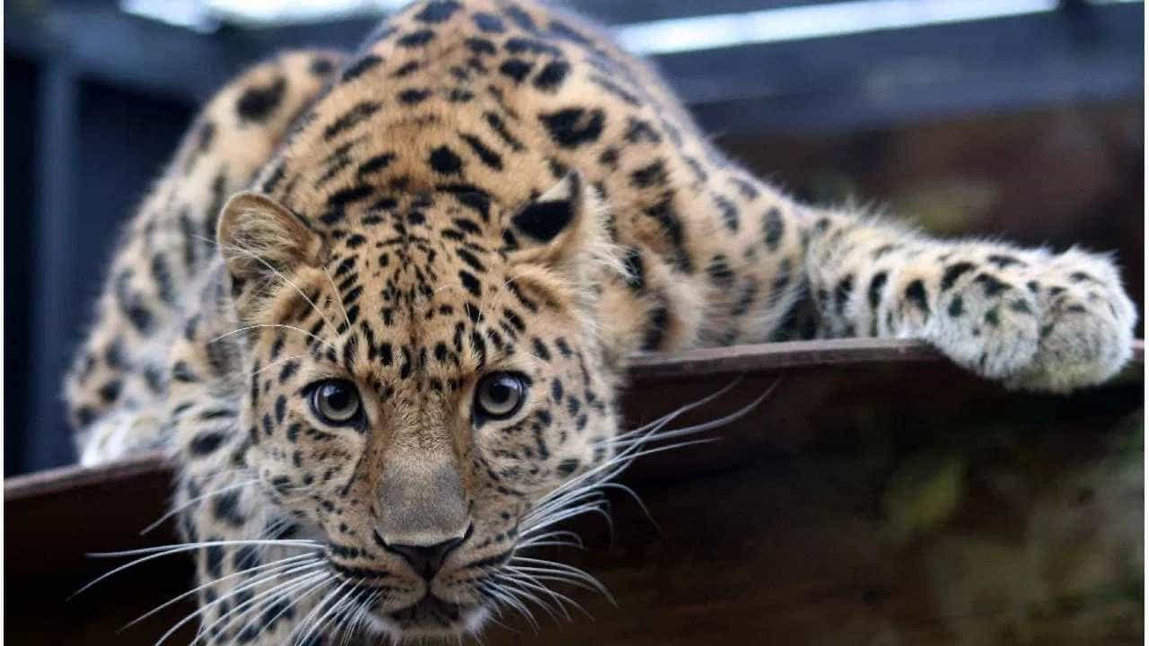 Leopard Attack: ಗಾಜಿಯಾಬಾದ್ ಕೋರ್ಟ್ ಆವರಣಕ್ಕೆ ನುಗ್ಗಿದ ಚಿರತೆಯಿಂದ 6 ಮಂದಿ ಮೇಲೆ ದಾಳಿ, ಇಬ್ಬರ ಸ್ಥಿತಿ ಗಂಭೀರ Leopard Attack: ಗಾಜಿಯಾಬಾದ್ ಕೋರ್ಟ್ ಆವರಣಕ್ಕೆ ನುಗ್ಗಿದ ಚಿರತೆಯಿಂದ 6 ಮಂದಿ ಮೇಲೆ ದಾಳಿ, ಇಬ್ಬರ ಸ್ಥಿತಿ ಗಂಭೀರ
