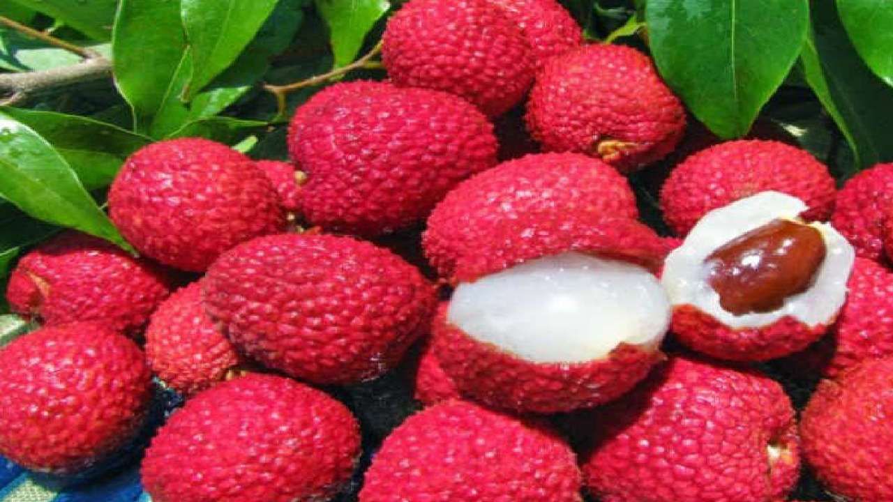 Lychee Benefits Eat litchi in summer Here are its health benefits of Lychee in kannada
