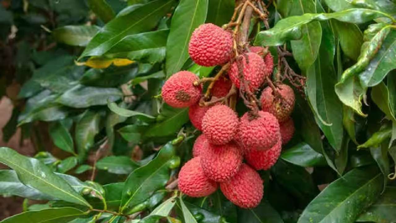 Lychee Benefits Eat litchi in summer Here are its health benefits of Lychee in kannada
