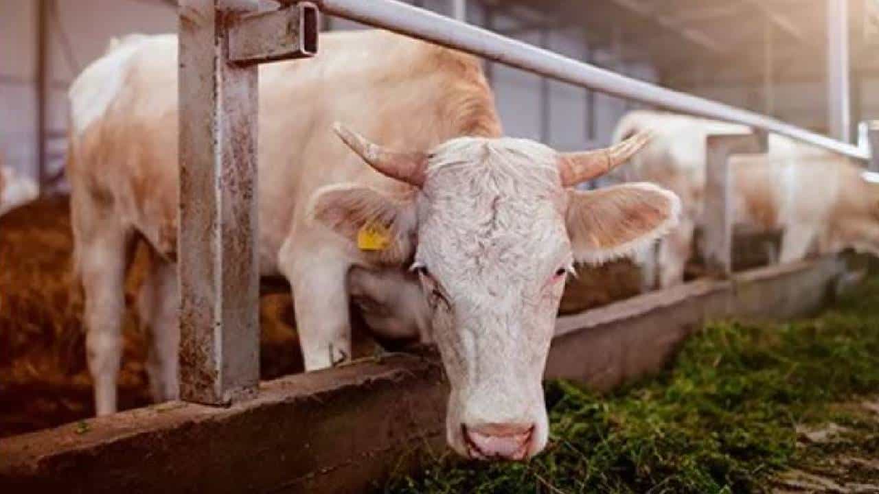 Mad Cow Disease: ಬ್ರೆಜಿಲ್ನಿಂದ ಚೀನಾಕ್ಕೆ ಗೋಮಾಂಸ ರಫ್ತು ಸ್ಥಗಿತ; 'ಮ್ಯಾಡ್ ಕೌ' ರೋಗ ಎಂದರೇನು? Mad Cow Disease: ಬ್ರೆಜಿಲ್ನಿಂದ ಚೀನಾಕ್ಕೆ ಗೋಮಾಂಸ ರಫ್ತು ಸ್ಥಗಿತ; 'ಮ್ಯಾಡ್ ಕೌ' ರೋಗ ಎಂದರೇನು?