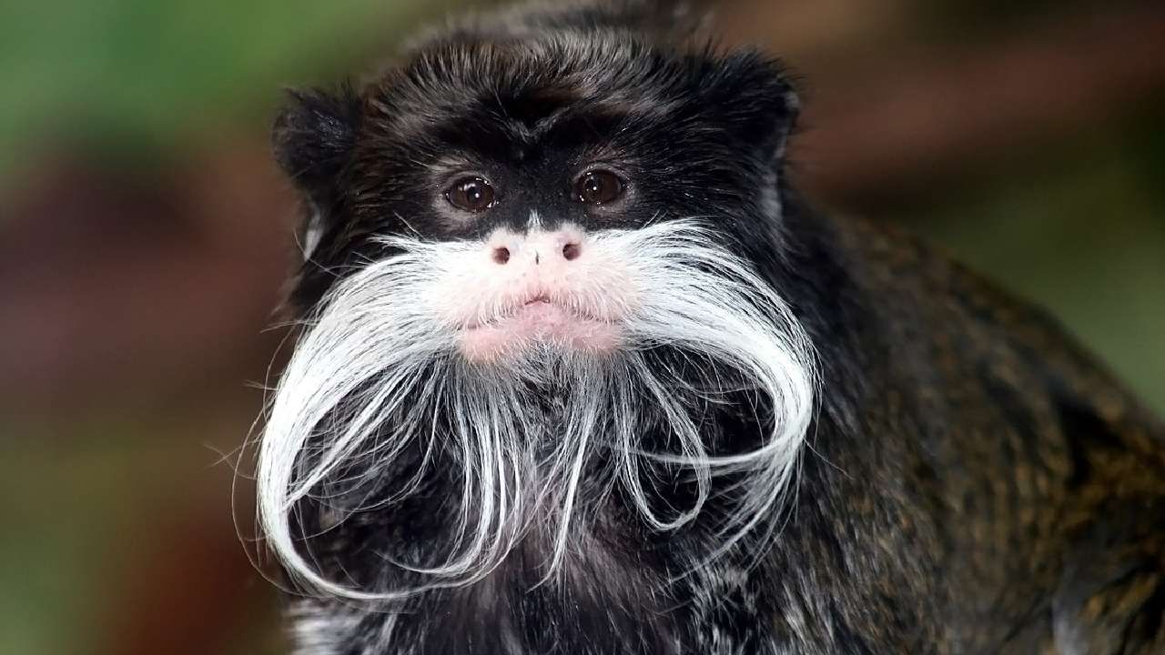 Bizarre news Dallas Zoo emperor tamarin monkeys stolen in North Texas details in kannada
