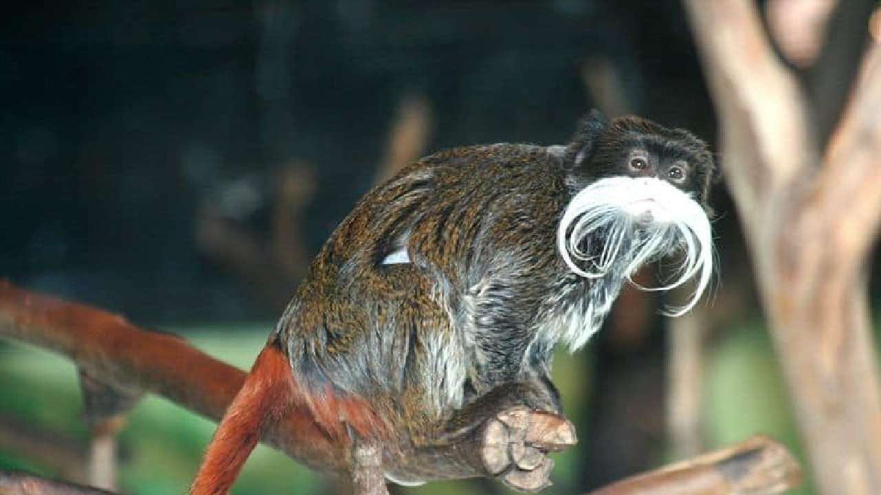 Bizarre news Dallas Zoo emperor tamarin monkeys stolen in North Texas details in kannada
