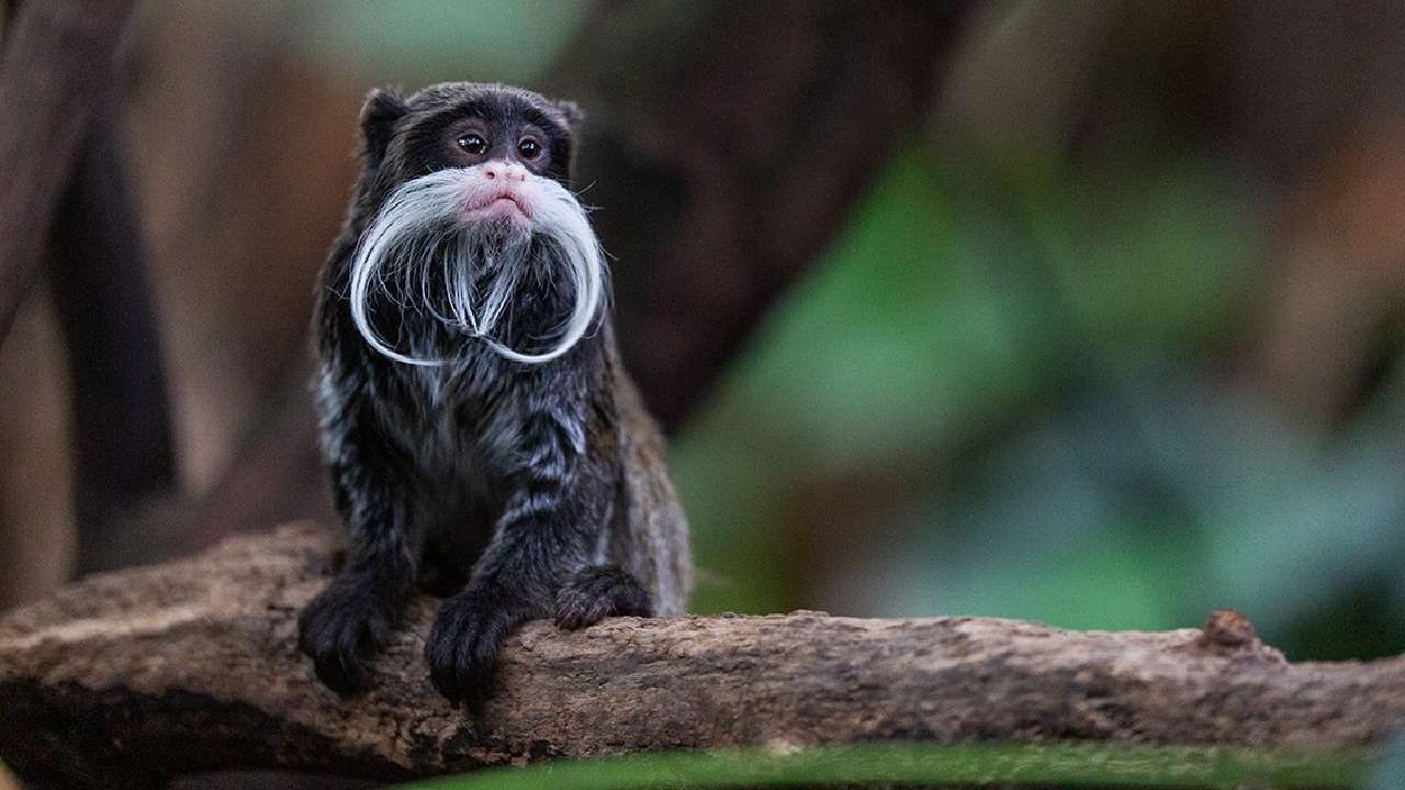 Bizarre news Dallas Zoo emperor tamarin monkeys stolen in North Texas details in kannada
