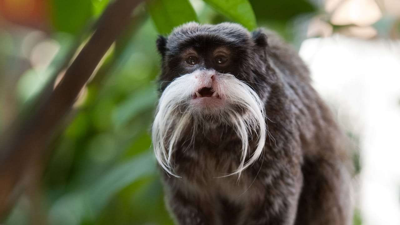 Bizarre news Dallas Zoo emperor tamarin monkeys stolen in North Texas details in kannada
