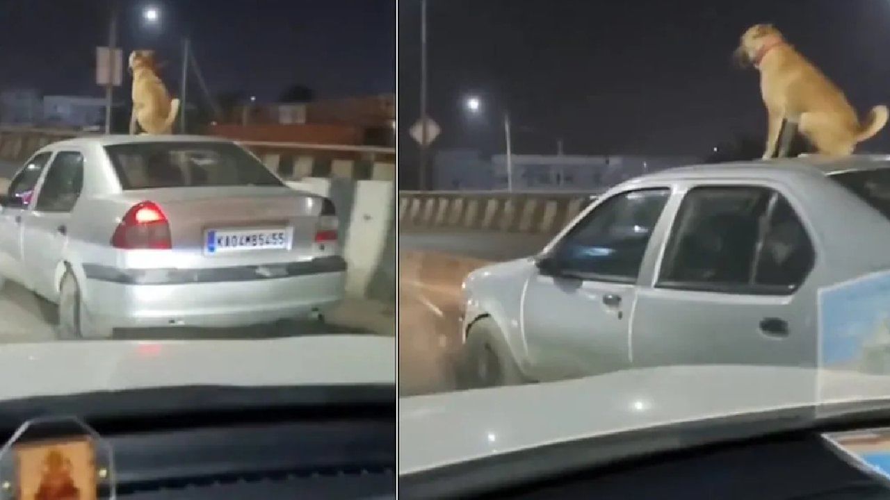 Viral Video: ಬೆಂಗಳೂರಿನ ಟ್ರಾಫಿಕ್ನಲ್ಲಿ ಕಾರಿನ ಟಾಪ್ನಲ್ಲಿ ಕುಳಿತ ನಾಯಿಯ ವಿಡಿಯೋ ವೈರಲ್; ನೆಟ್ಟಿಗರ ಆಕ್ರೋಶ Viral Video: ಬೆಂಗಳೂರಿನ ಟ್ರಾಫಿಕ್ನಲ್ಲಿ ಕಾರಿನ ಟಾಪ್ನಲ್ಲಿ ಕುಳಿತ ನಾಯಿಯ ವಿಡಿಯೋ ವೈರಲ್; ನೆಟ್ಟಿಗರ ಆಕ್ರೋಶ