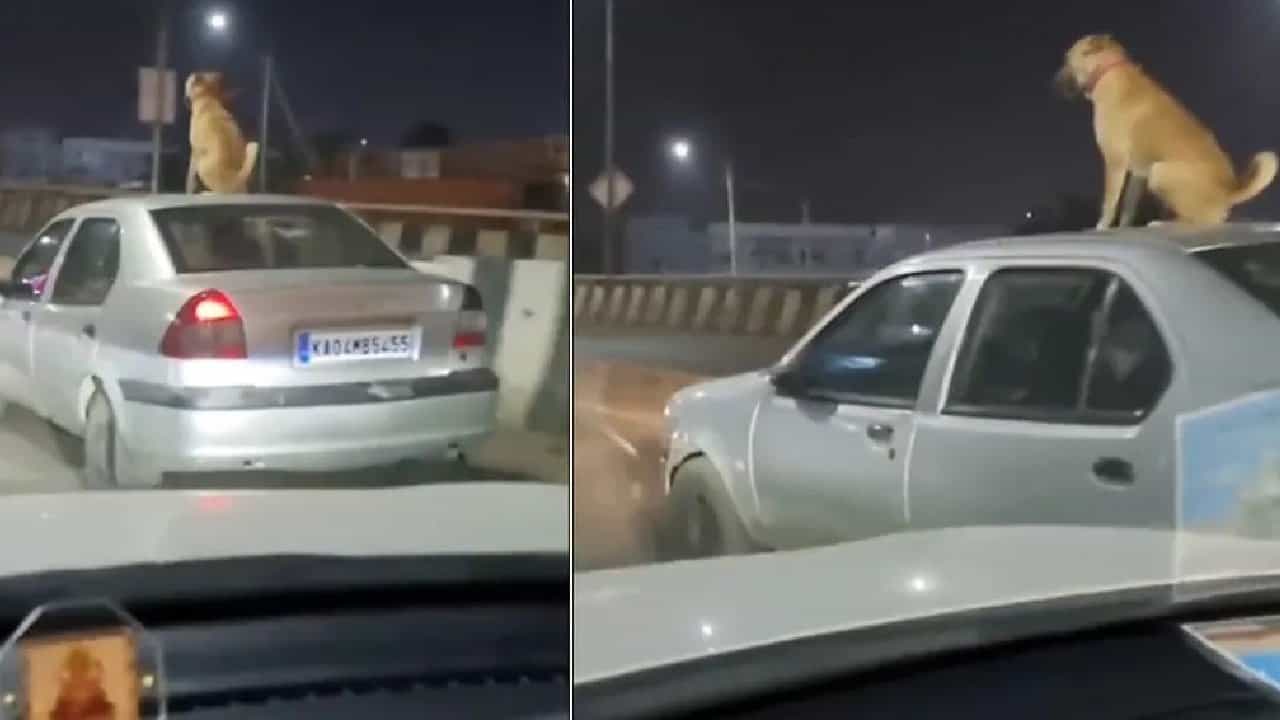 Viral Video: ಬೆಂಗಳೂರಿನ ಟ್ರಾಫಿಕ್ನಲ್ಲಿ ಕಾರಿನ ಟಾಪ್ನಲ್ಲಿ ಕುಳಿತ ನಾಯಿಯ ವಿಡಿಯೋ ವೈರಲ್; ನೆಟ್ಟಿಗರ ಆಕ್ರೋಶ Viral Video: ಬೆಂಗಳೂರಿನ ಟ್ರಾಫಿಕ್ನಲ್ಲಿ ಕಾರಿನ ಟಾಪ್ನಲ್ಲಿ ಕುಳಿತ ನಾಯಿಯ ವಿಡಿಯೋ ವೈರಲ್; ನೆಟ್ಟಿಗರ ಆಕ್ರೋಶ