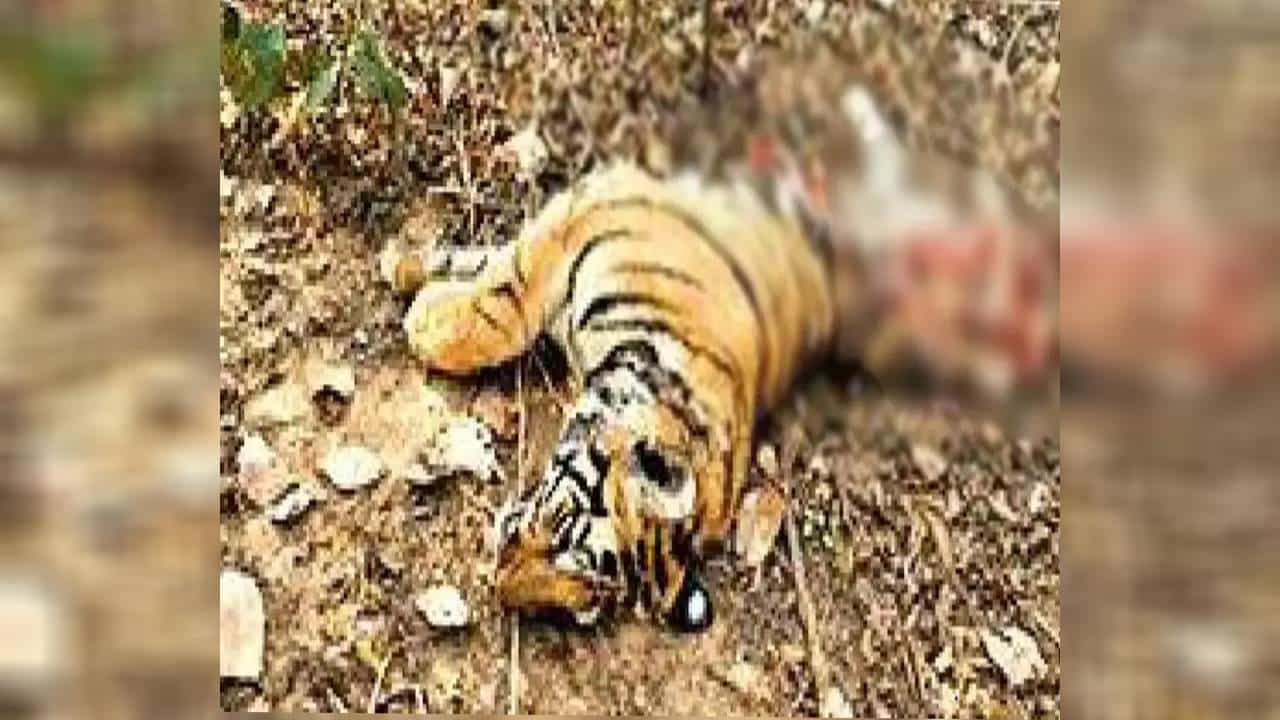 ಚಾಮರಾಜನಗರ: ಕೆರೆಯಲ್ಲಿ ಹುಲಿ ಮೃತದೇಹ ಪತ್ತೆ; ಸ್ಥಳಕ್ಕಾಗಮಿಸಿದ ಅರಣ್ಯಧಿಕಾರಿಗಳ ವಿರುದ್ದ ಜನರ ಆಕ್ರೋಶ ಚಾಮರಾಜನಗರ: ಕೆರೆಯಲ್ಲಿ ಹುಲಿ ಮೃತದೇಹ ಪತ್ತೆ; ಸ್ಥಳಕ್ಕಾಗಮಿಸಿದ ಅರಣ್ಯಧಿಕಾರಿಗಳ ವಿರುದ್ದ ಜನರ ಆಕ್ರೋಶ