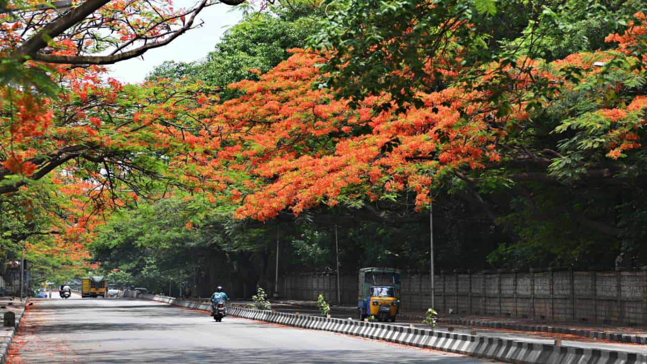 Bengaluru clean air projects: 140 ಕೋಟಿ ರೂ. ಯೋಜನೆಗಳೊಂದಿಗೆ ಬೆಂಗಳೂರಿಗೆ ಸಿಗಲಿದೆ ಸ್ವಚ್ಛ ಗಾಳಿ Bengaluru clean air projects: 140 ಕೋಟಿ ರೂ. ಯೋಜನೆಗಳೊಂದಿಗೆ ಬೆಂಗಳೂರಿಗೆ ಸಿಗಲಿದೆ ಸ್ವಚ್ಛ ಗಾಳಿ