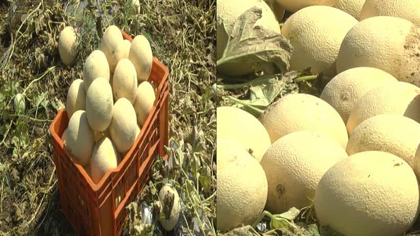 ಬೀದರ್: ಬರದ ಜಿಲ್ಲೆಯಲ್ಲಿ ಕರ್ಬೂಜ ಹಣ್ಣು ಬೆಳೆದು ಸೈ ಎನಿಸಿಕೊಂಡ ಯುವ ರೈತ; ಹೇಗೆ ಅಂತೀರಾ ಈ ಸ್ಟೋರಿ ನೋಡಿ
